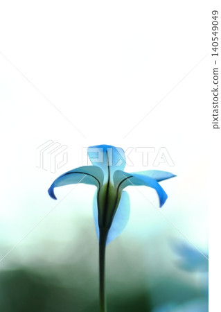 Blue uniflora 140549049