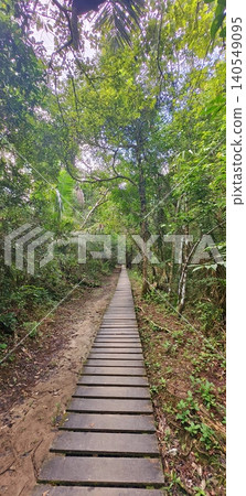 A wooden boardwalk through the dense tropical forest. A wooden boardwalk through the dense tropical forest. 140549095