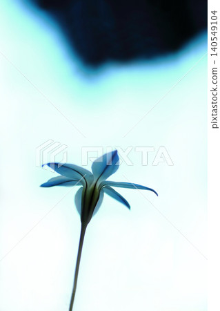 cute leek flowers 140549104