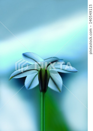 White hanila 140549115