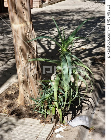 Aloe maculata growing beneath trees in an urban environment Aloe maculata growing beneath trees in an urban environment 140549213