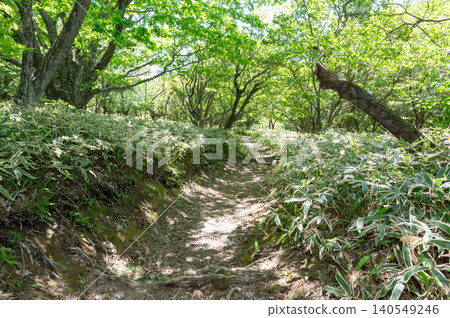 Walking along a nature trail through a forest of fresh green leaves Walking along a nature trail through a forest of fresh green leaves 140549246