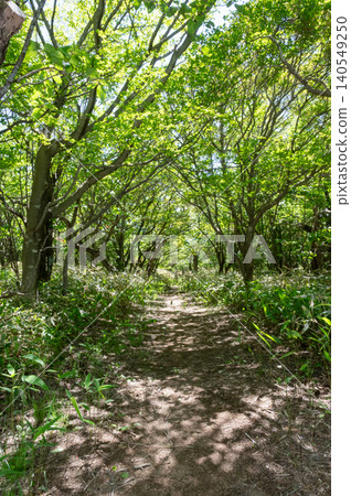 Walking along a nature trail through a forest of fresh green leaves 140549250