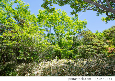 山深處鬱鬱蔥蔥的樹木和蔚藍的天空 140549254