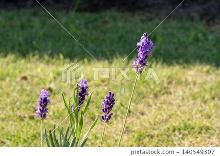 Lavender flowers Lavender flowers 140549307