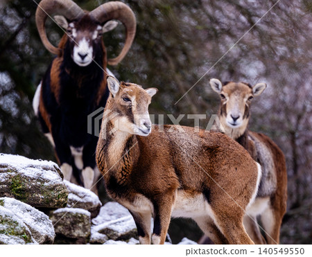 Young Mountain Sheep And Ram 140549550