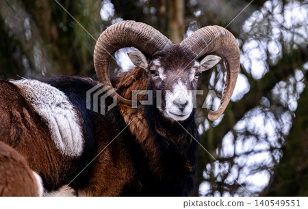 Adult Mountain Ram With Big Horns Adult Mountain Ram With Big Horns 140549551