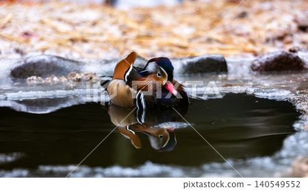 Mandarin Duck Swimming Mandarin Duck Swimming 140549552