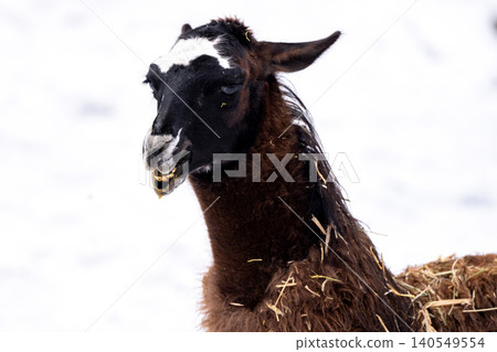 Adorable Face Of Lama Adorable Face Of Lama 140549554