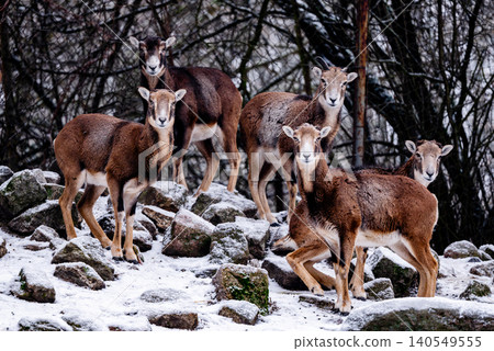 Herd Of Mountain Sheep In Zoo Herd Of Mountain Sheep In Zoo 140549555