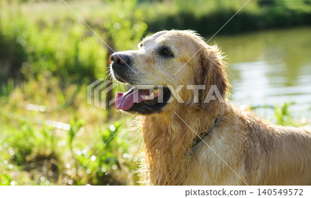 Wet Golden Retriever Sitting And Drying Fur Wet Golden Retriever Sitting And Drying Fur 140549572