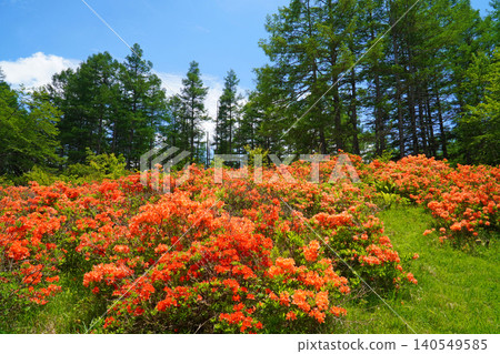 Rhododendron molle colony in Hakamagoshi (Matsumoto City, Nagano Prefecture) Rhododendron molle colony in Hakamagoshi (Matsumoto City, Nagano Prefecture) 140549585