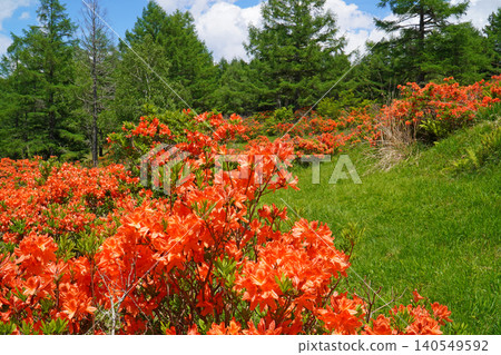 Rhododendron molle colony in Hakamagoshi (Matsumoto City, Nagano Prefecture) Rhododendron molle colony in Hakamagoshi (Matsumoto City, Nagano Prefecture) 140549592