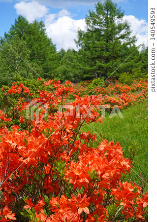 Rhododendron molle colony in Hakamagoshi (Matsumoto City, Nagano Prefecture) Rhododendron molle colony in Hakamagoshi (Matsumoto City, Nagano Prefecture) 140549593