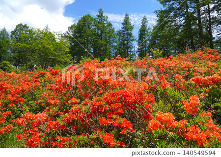 Rhododendron molle colony in Hakamagoshi (Matsumoto City, Nagano Prefecture) Rhododendron molle colony in Hakamagoshi (Matsumoto City, Nagano Prefecture) 140549594