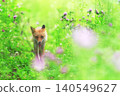 北狐狸 140549627