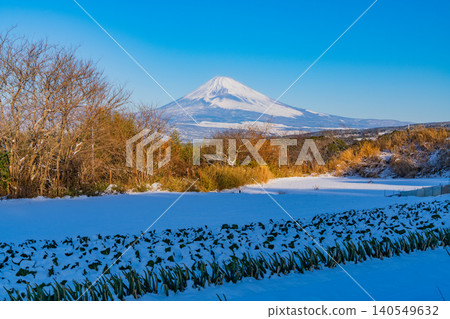 [Shizuoka Prefecture] Mount Fuji seen across a snow-covered vegetable field 140549632