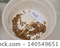 Dill seeds are placed in bowl with handwritten label, gardening gloves and tools nearby 140549651
