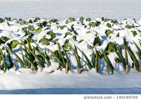 【靜岡縣】蔥田和高麗菜田裡積滿了雪。 【靜岡縣】蔥田和高麗菜田裡積滿了雪。 140549709