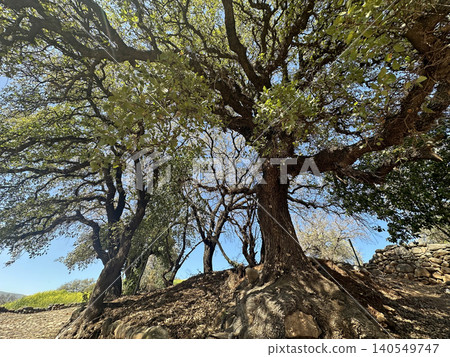 Tabor oak (Quercus ithaburensis) near the ruins of the Canaanite city of Laish in the Tel Dan Nature Reserve Tabor oak (Quercus ithaburensis) near the ruins of the Canaanite city of Laish in the Tel Dan Nature Reserve 140549747