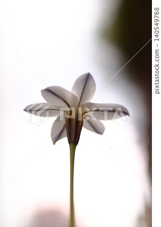 白色Hananyla花 140549768