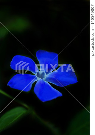 Blue periwinkle flowers Blue periwinkle flowers 140549807