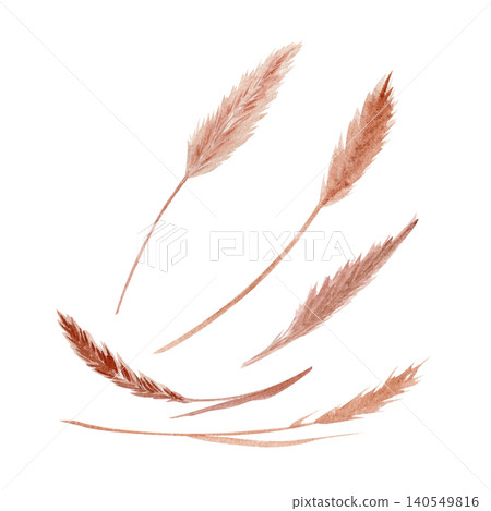 Watercolor pampas grass set, dried reed stems. Hand painted boho floral illustration isolated on white background. Perfect for wedding stationery, invitations, nursery decor, patterns and boho designs 140549816