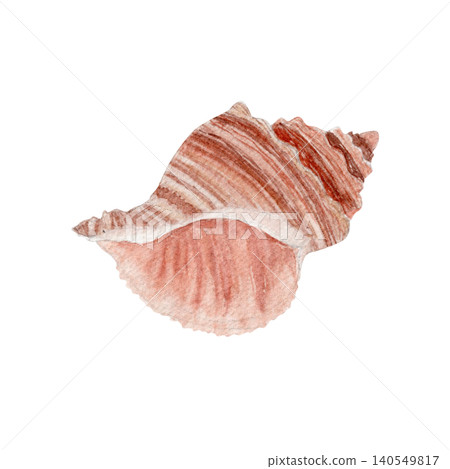 Watercolor seashell illustration isolated on white. Hand painted marine shell in soft natural tones. Coastal element for beach decor, summer stationery, wedding invitations and nautical designs 140549817