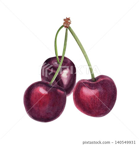 Three cherries with stems isolated on white, hand-painted watercolor illustration with realistic texture, fresh fruit element for food packaging, labels, branding, patterns, summer design projects Three cherries with stems isolated on white, hand-painted watercolor illustration with realistic texture, fresh fruit element for food packaging, labels, branding, patterns, summer design projects 140549931