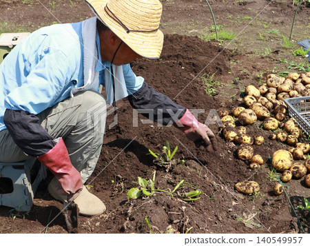 man harvesting potatoes 140549957