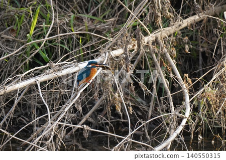 Kingfisher Kingfisher 140550315