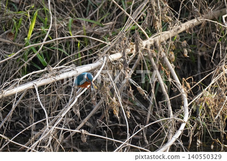 Kingfisher Kingfisher 140550329