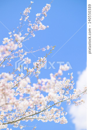 Cherry blossoms in full bloom and blue sky (taken with an old lens) 140550389