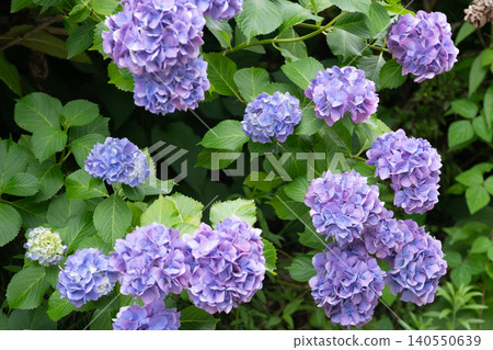 Hydrangea in early summer Hydrangea in early summer 140550639