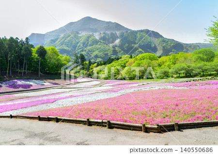 羊山公園廣闊的場地盛開著茂盛的福祿考，遠處是巍峨的武高山（埼玉縣秩父市）。 140550686