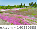 A beautiful patchwork of moss phlox and lush green trees adorns the gentle hills of Hitsujiyama Park (Chichibu City, Saitama Prefecture). 140550688