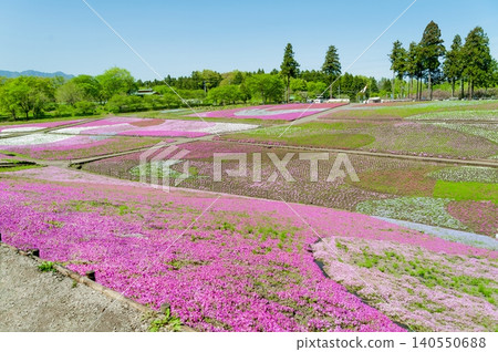 A beautiful patchwork of moss phlox and lush green trees adorns the gentle hills of Hitsujiyama Park (Chichibu City, Saitama Prefecture). A beautiful patchwork of moss phlox and lush green trees adorns the gentle hills of Hitsujiyama Park (Chichibu City, Saitama Prefecture). 140550688
