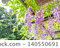 A magnificent wisteria trellis surrounded by fresh greenery, displaying beautiful purple flowers, within the grounds of Kashima Shrine (Kashima City, Ibaraki Prefecture). 140550691