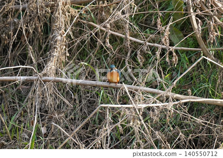 Kingfisher waiting for food Kingfisher waiting for food 140550712