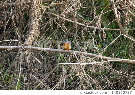 Kingfisher waiting for food Kingfisher waiting for food 140550727