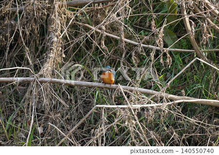Kingfisher waiting for food Kingfisher waiting for food 140550740