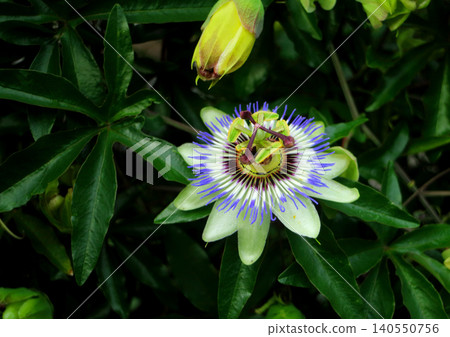 花園裡的西番蓮 花園裡的西番蓮 140550756
