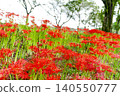 A cluster of blooming spider lilies and lush green trees along the clear stream of Kinchakuda (Hidaka City, Saitama Prefecture) 140550777