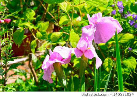 The lovely iris flowers that bloom in summer The lovely iris flowers that bloom in summer 140551024