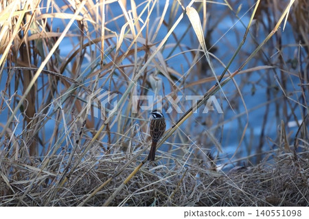 Bunting perched on the grass Bunting perched on the grass 140551098