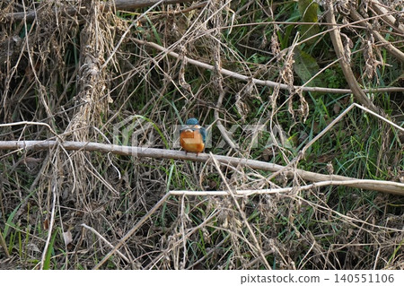 翠鳥棲息在樹枝上 翠鳥棲息在樹枝上 140551106