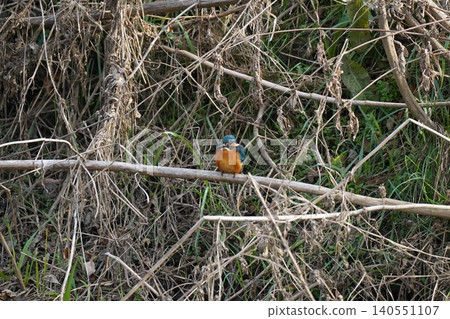 Kingfisher waiting on a branch Kingfisher waiting on a branch 140551107