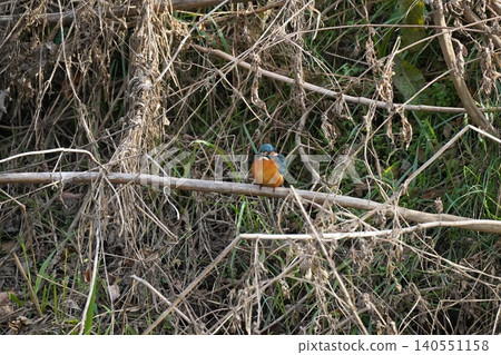 翠鳥棲息在樹枝上 翠鳥棲息在樹枝上 140551158