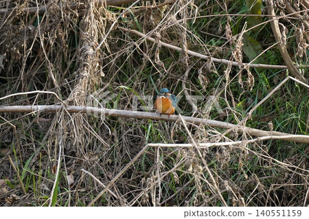 翠鳥棲息在樹枝上 翠鳥棲息在樹枝上 140551159
