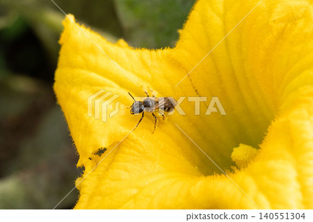 Close-up of a small bee perched on a pumpkin flower. Close-up of a small bee perched on a pumpkin flower. 140551304